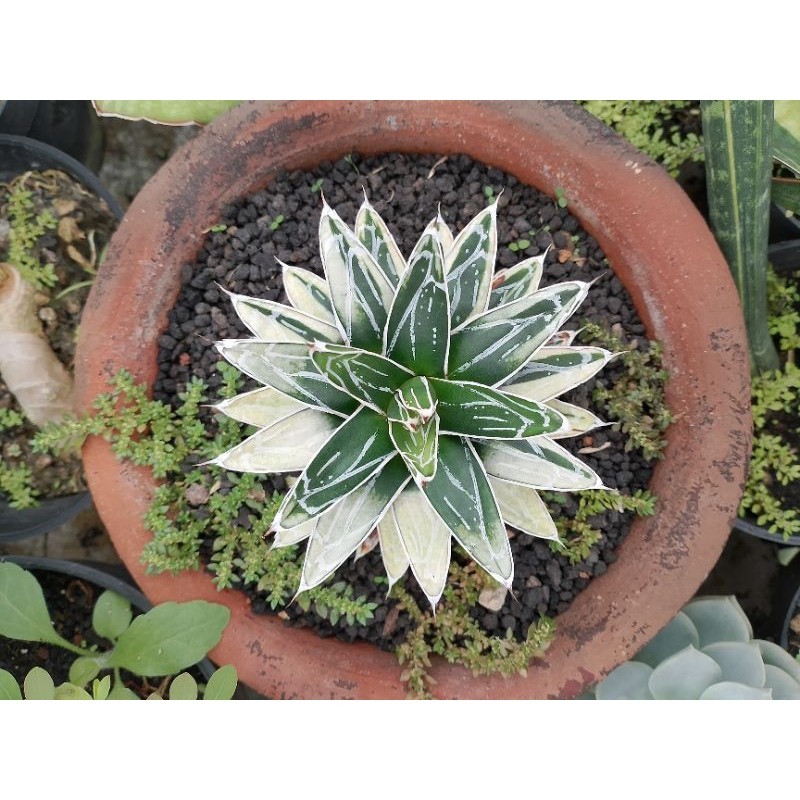 agave Victoria himeson variegata KAKTUS SUKULEN TANAMAN HIAS