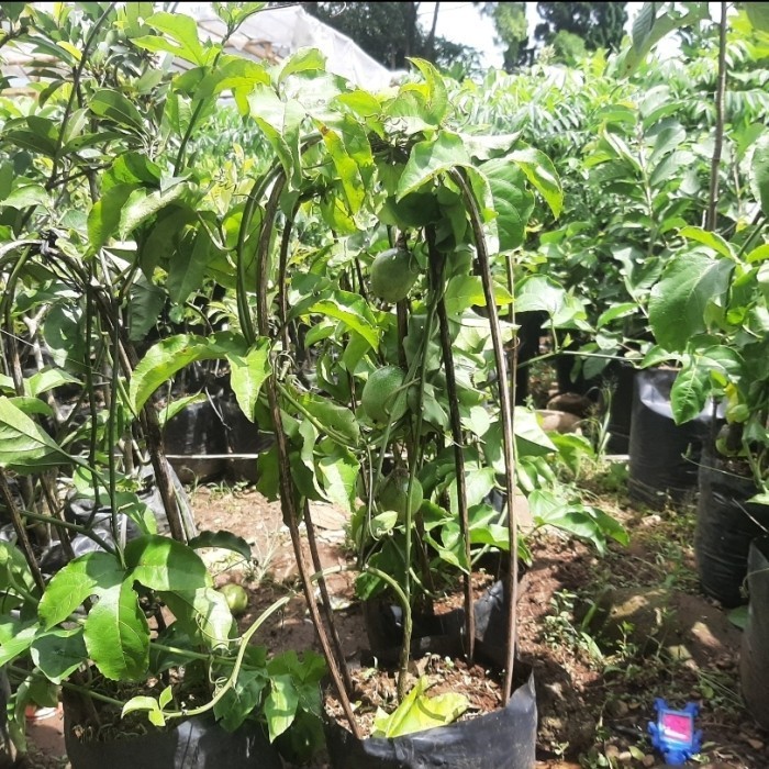 OBBRAALL bibit tanaman buah markisa ungu sudah berbuah pohon markisa ungu