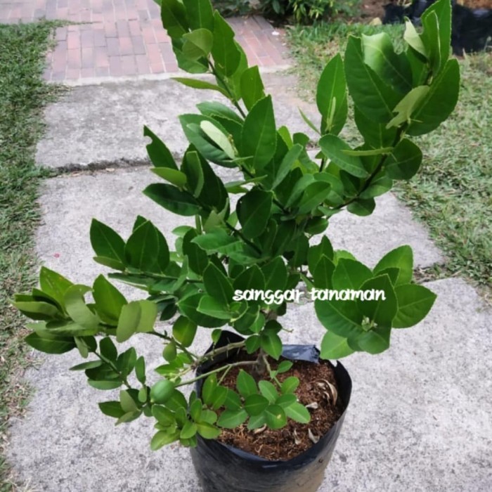 OBBRAALL bibit buah jeruk lemon / tanaman buah jeruk lemon