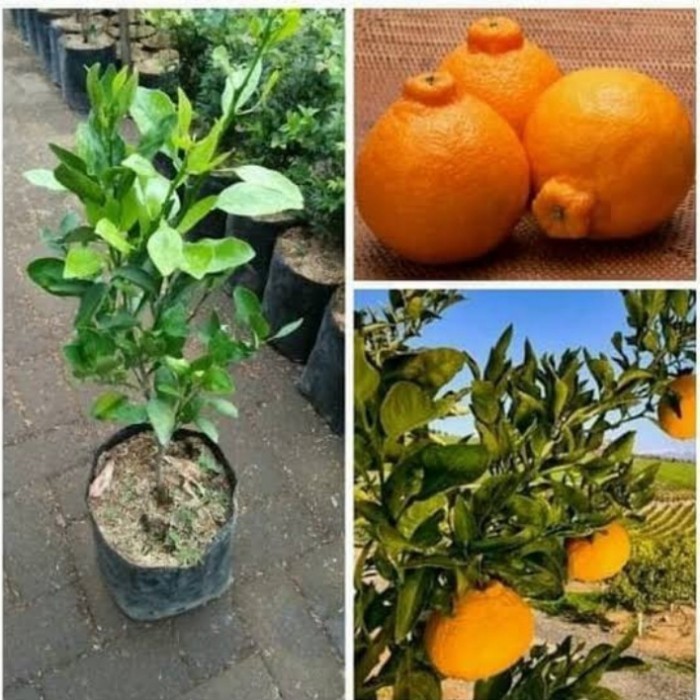 OBBRAALL Bibit buah jeruk dekopon tanaman buah jeruk hasil okulasi