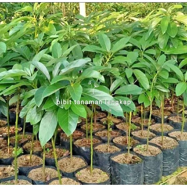 OBBRAALL bibit tanaman buah alpukat hass australia asli cepat berbuah