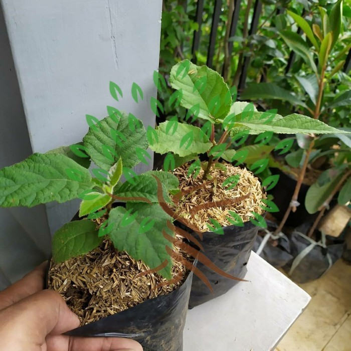 OBBRAALL BIBIT TANAMAN BUAH KIWI JANTAN DAN BETINA-BIBIT POHON KIWI SEPAKET