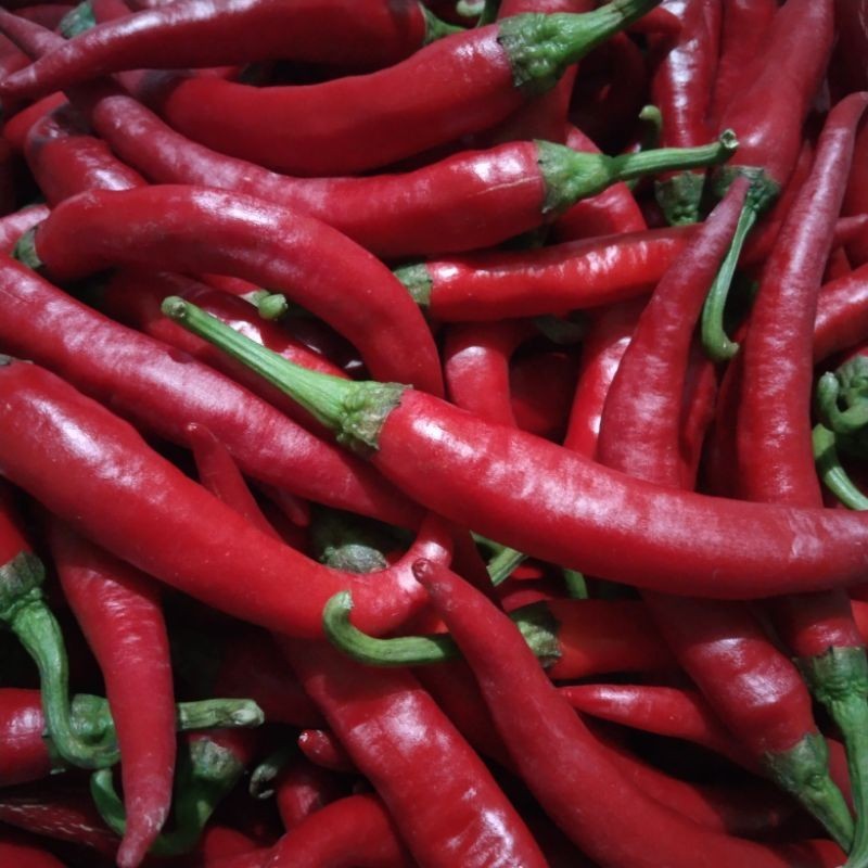 

(1kg)cabe merah besar segar fresh, gratis kardus.