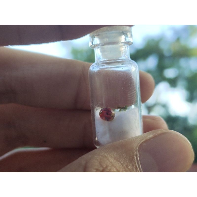 Batu mustika delima merah sir alam asli temuan angker sepuh kuno antik pusaka