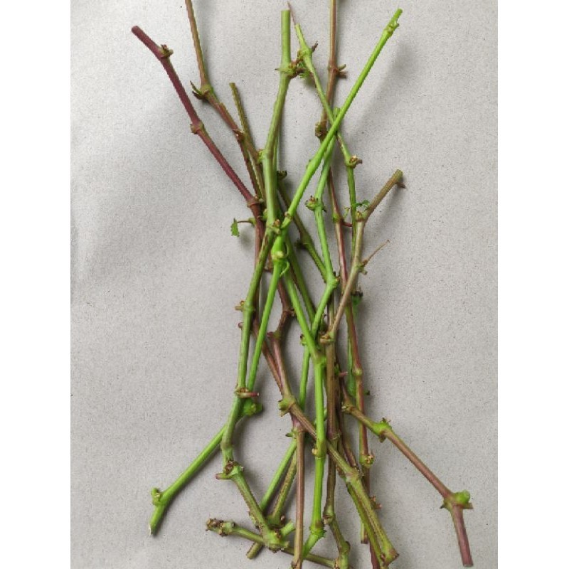 Entres anggur import varian Ninel segar 100% valid