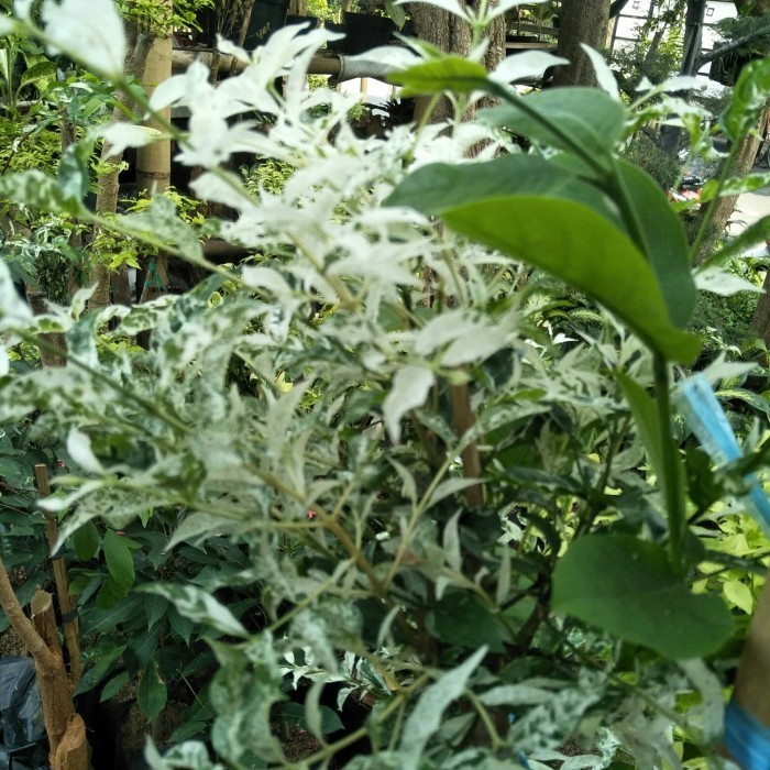 Pohon Anting Putri Salju/ Anting Putri Salju/Hiasan Taman Rumah