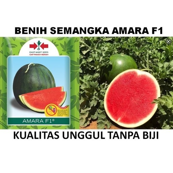 Terbaru 10 Biji Benih Bibit Semangka Merah Non-Biji Amara F1 Hibrida Cap Panah Promo Terlaris