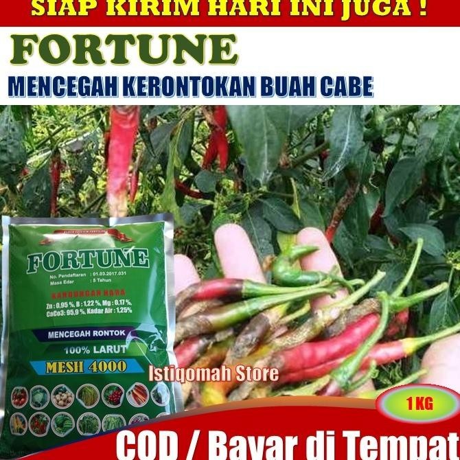 Terbaru Pupuk Kalsium FORTUNE 1 KG Pupuk Pencegah Rontok Buah Cabe Cabai Ampuh - Obat Pencegah Ronto