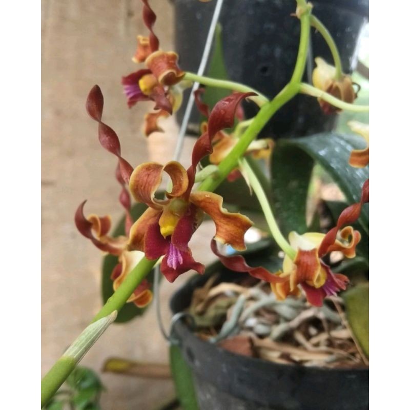 Vanda mokara mekar