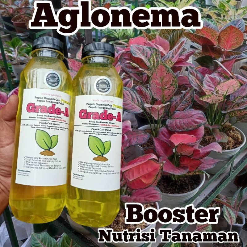 Pupuk Organik Daun Cair Aglonema (Grade-A) Vitamin Nutrisi Tanaman Hias