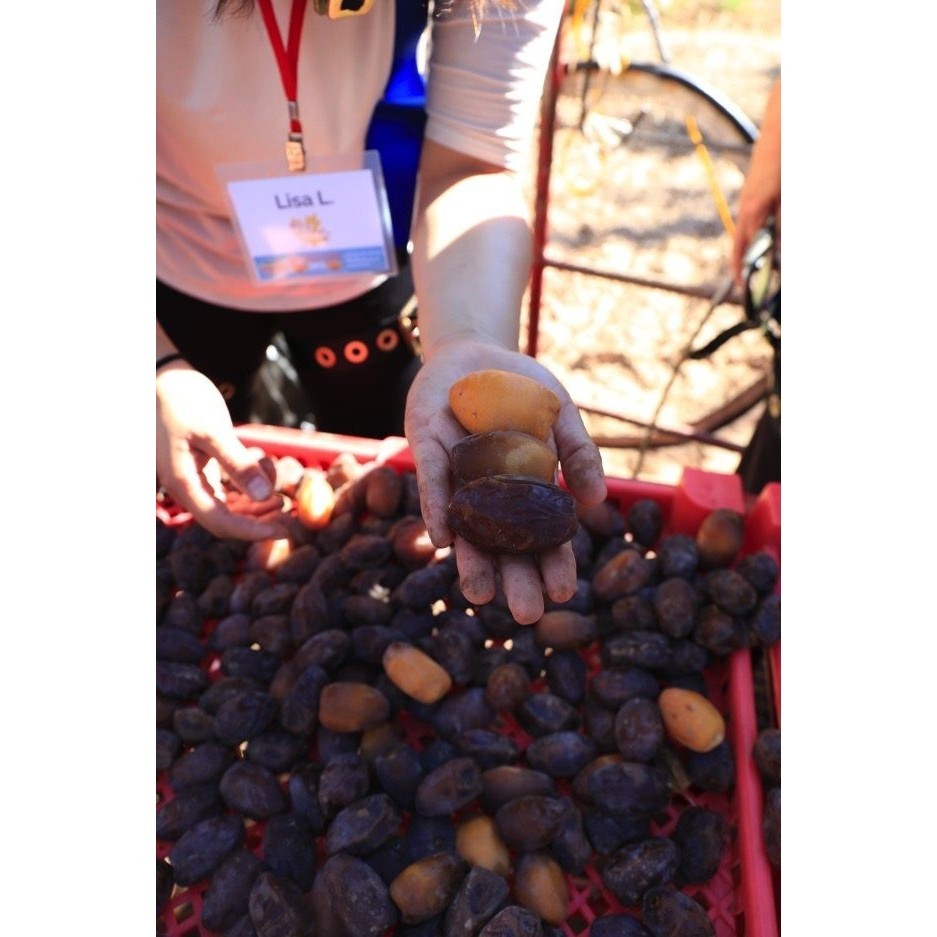 

Kurma - Kurma Medjool Usa 1 Kg - Natural Delights Bard Valley Dates