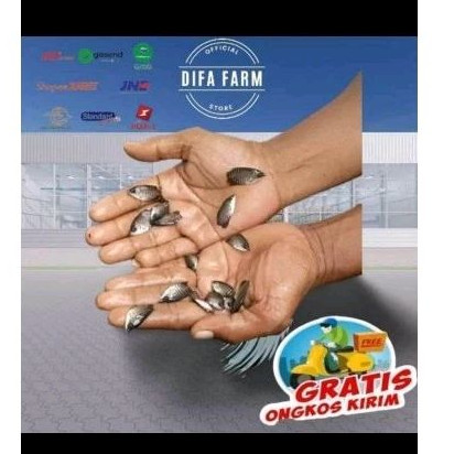 GURAME SOANG ISI 50 SIZE NGUACI