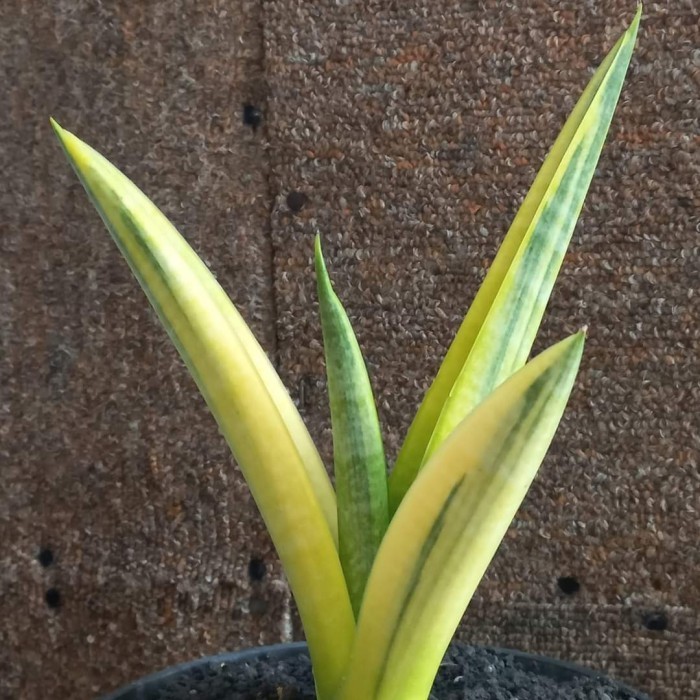 Sansevieria Marsha Anjani varigata cakep