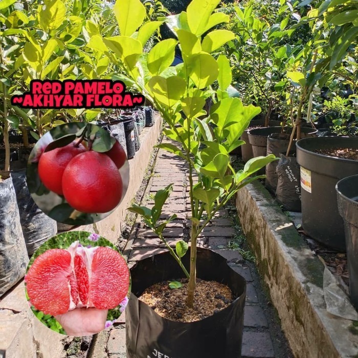 Bibit Jeruk Red Pamelo Bibit Tanaman Buah Jeruk Pamelo Merah POHON
