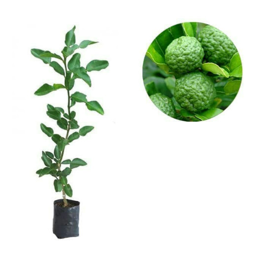 Bibit jeruk purut/pohon jeruk purut POHON