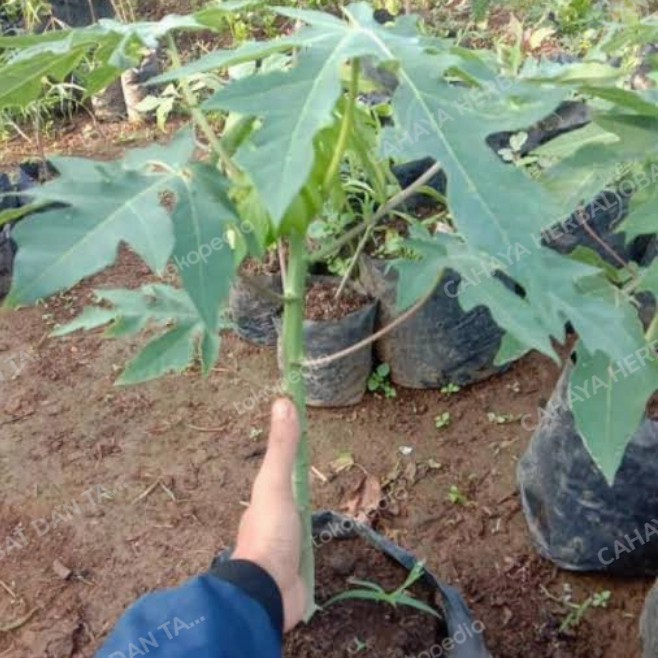 Bibit pohon pepaya California,pepaya hitam/wulung POHON