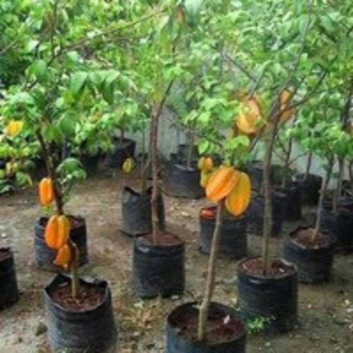 bibit tanaman buah blimbing madu benih pohon di dalam pot Tabulampot POHON
