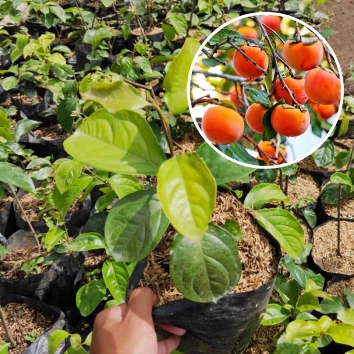 Bibit Tanaman Buah Kesemek Asli POHON