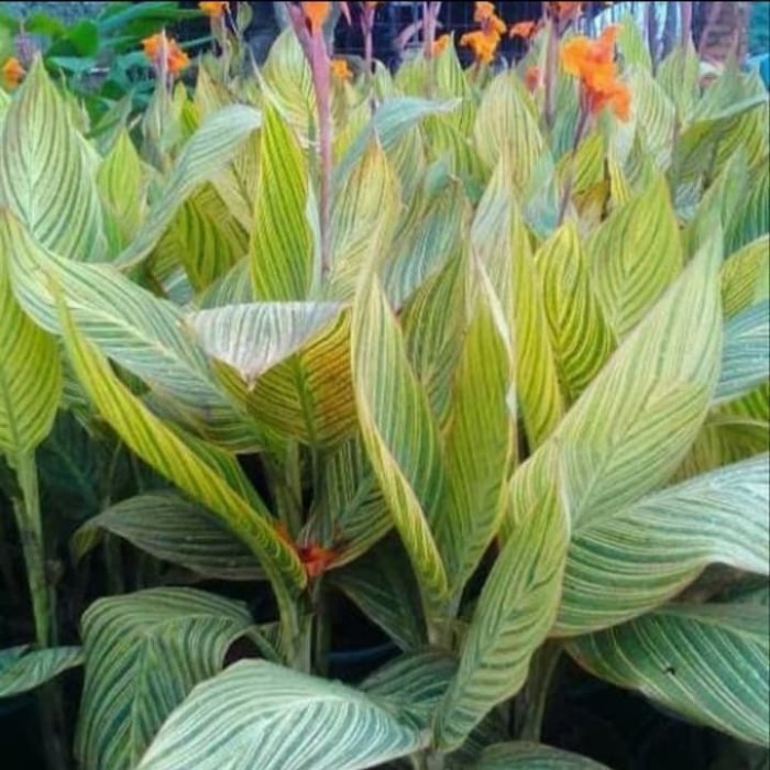 bibit tanaman hias bunga kana golden/pohon hias pisang kana golden POHON