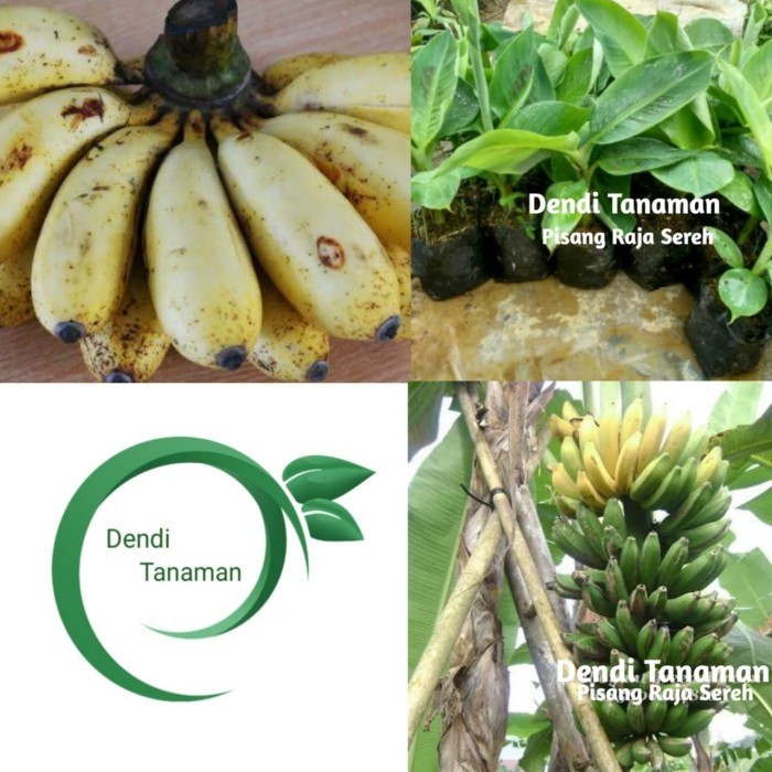 Bibit Pohon Pisang Raja Sereh / Buah Pisang Raja POHON