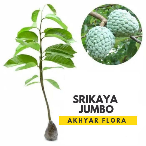Bibit Srikaya Jumbo Tanaman Buah Srikaya Jumbo POHON