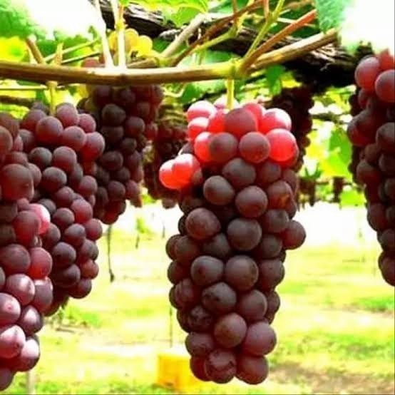 bibit tanaman buah anggur red master POHON