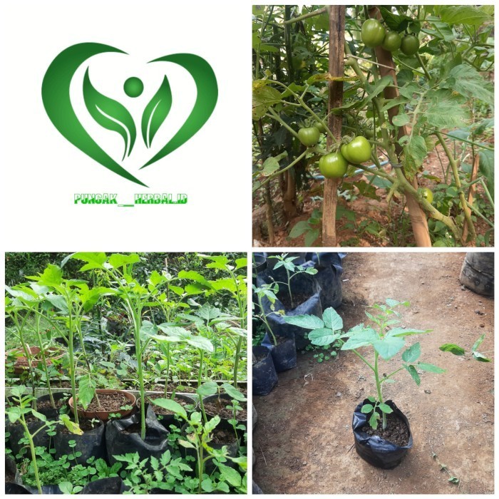 bibit tanaman tomat apel buah pohon tomat POHON