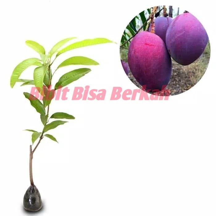 Bibit Mangga Irwin Mangga Erwin Mangga Ungu Pohon Mangga Irwin Ungu POHON