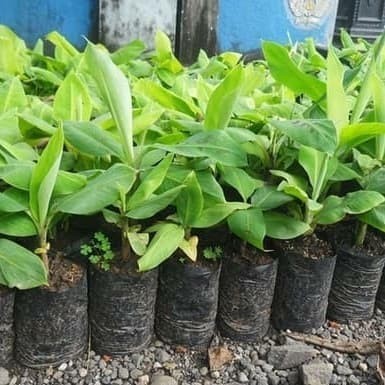 Bibit Pohon Pisang POHON