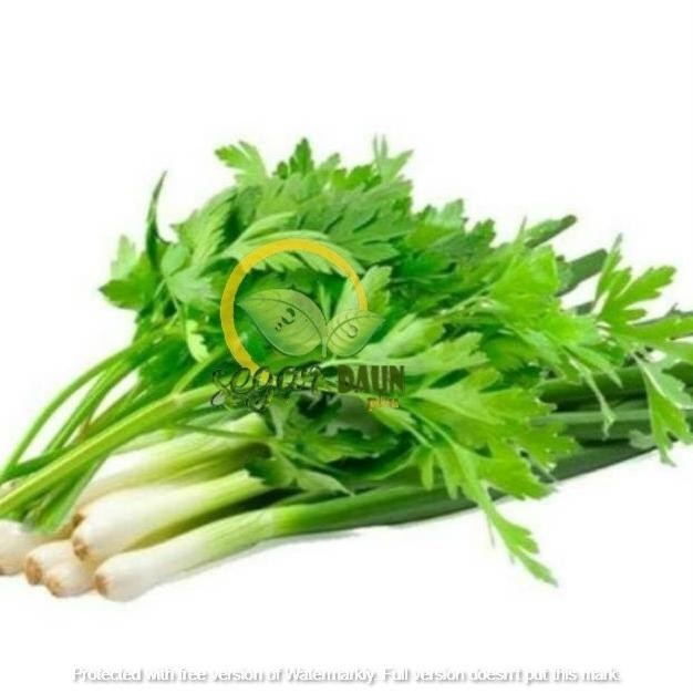 

DAUN BAWANG DAUN SOP