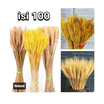 100Pcs Gandum Kering Alami Tanaman Daun Hiasan Dekorasi Rumah