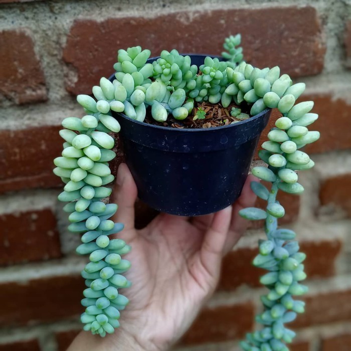 sedum/tanaman gantung (rimbun)