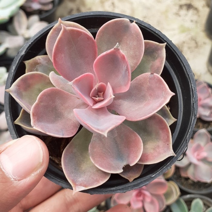 echeveria perle rainbow