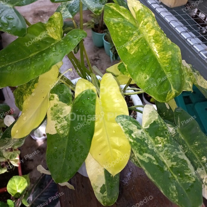 Brekele Varigata