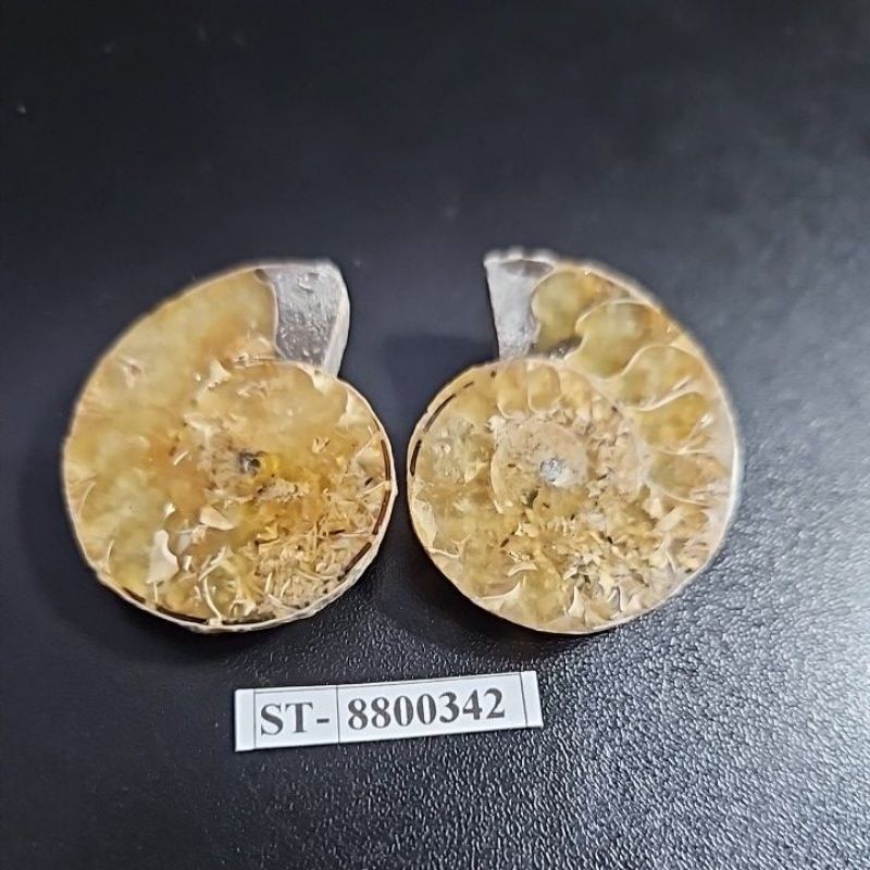 CRYSTAL AMMONITE  Madagascar Rough HQ Pair Asli
