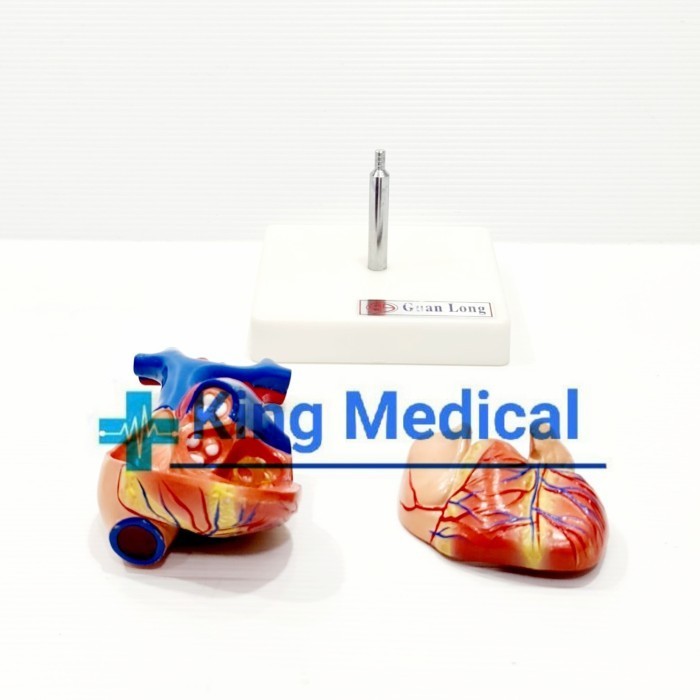Alat Peraga Model Jantung Manusia Life Size Heart GL 8307 A