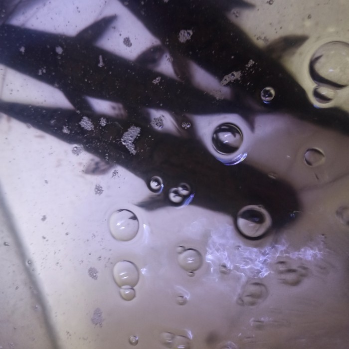 tsn catfish shovelnose