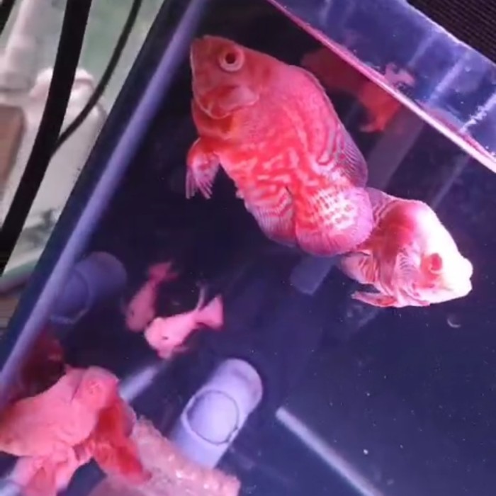 oscar tiger albino sb