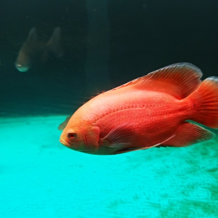 oscar paris Red Albino 20cm