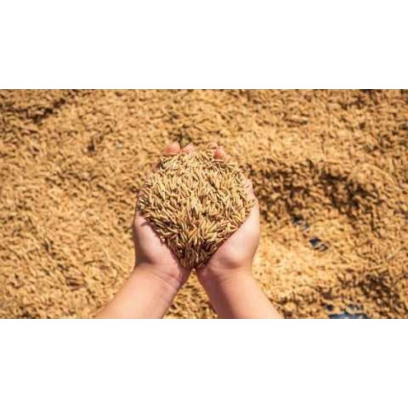 SEKAM MENTAH SEKAM PADI 1KG