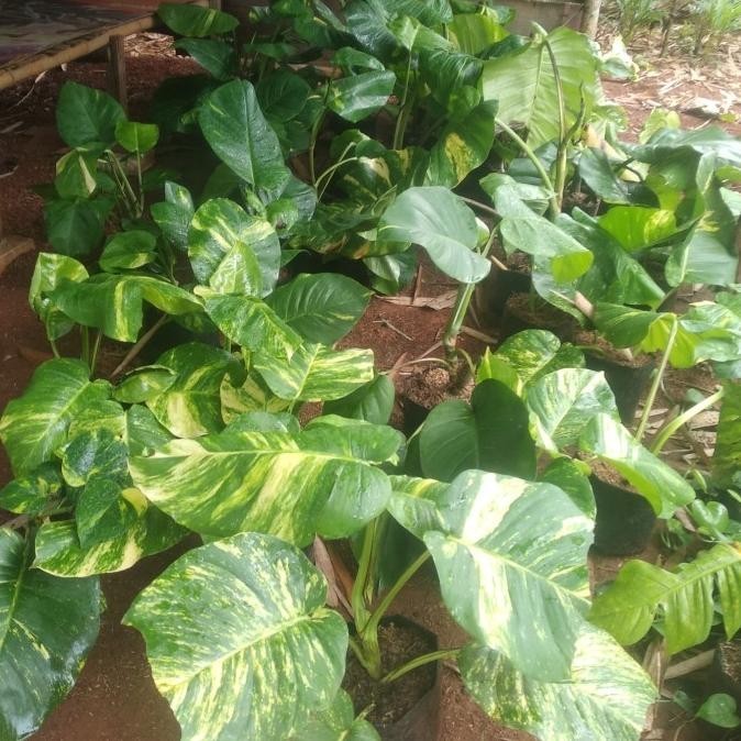 Trend - tanaman hias sirih gading jumbo besar / sirih gading monstera varigata .,