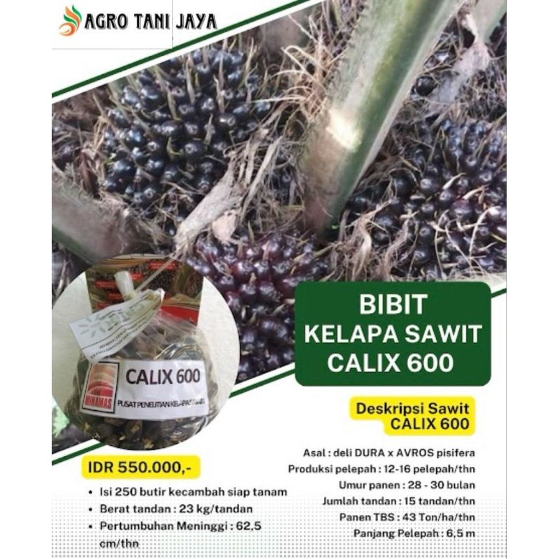 Terlaris Calix 600 Bersertifikat Dan Buku Panduan Menanam
