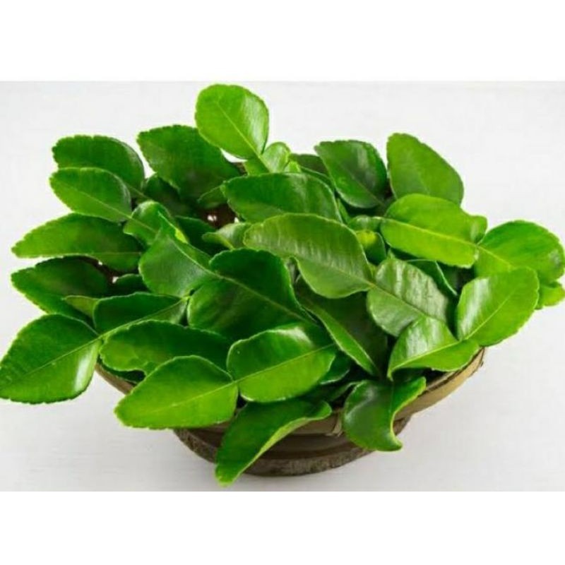 

Daun jeruk