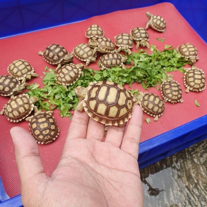 Kura-Kura Darat Sulcata / Sulcata Baby 5Cm Kualitas Premium