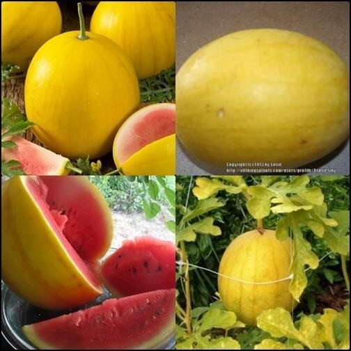 15 BUTIR BIJI/BENIH SEMANGKA GOLDEN RED/KULIT KUNING DAGING MERAH