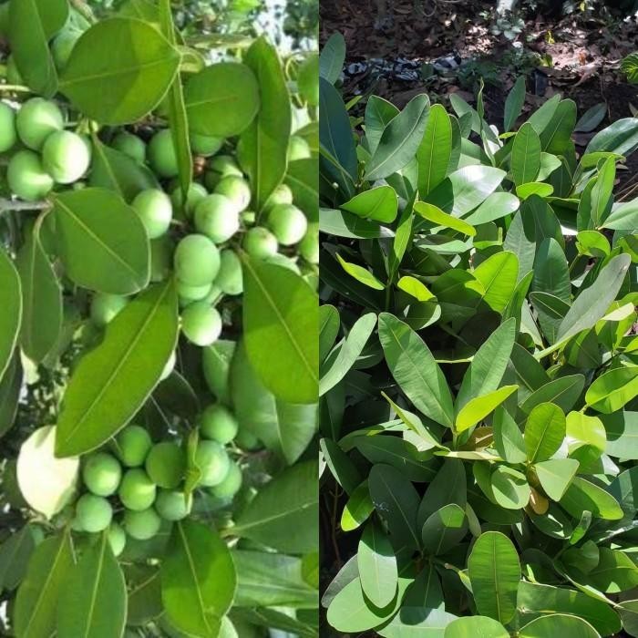 

Bibit Pohon Buah Langka Nyamplung - Tanaman Nyamplung - Best Seller