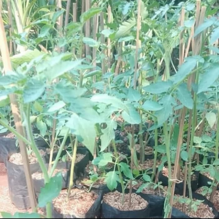 Pohon Tomat - Bibit Tanaman Pohon Buah Tomat ASLI