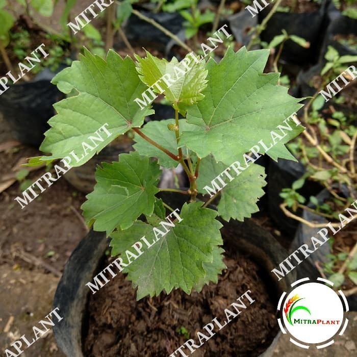 Bibit Pohon Anggur Merah - Buah Anggur - Tanaman Anggur Merah ASLI