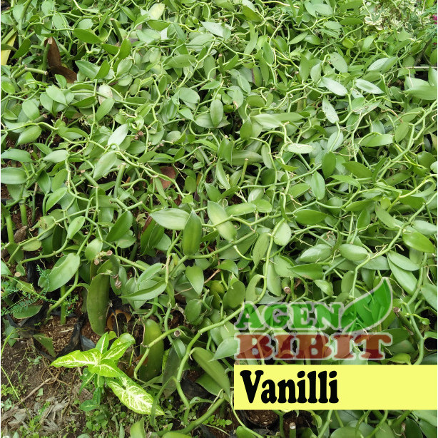 Tanaman Buah Vanili - Bibit Pohon Vanilli Rambat ASLI
