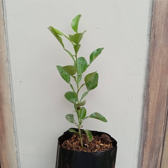 Bibit Tanaman Buah Jeruk Purut-Pohon Daun Jeruk Purut-Daun Jeruk Bumbu ASLI